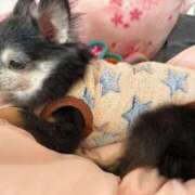 ヒメ日記 2025/12/18 05:55 投稿 なつみ チューリップ土浦店