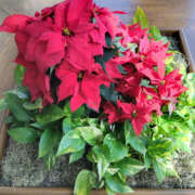 葉月ももか おはようございます セカンドパートナー