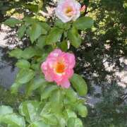 ヒメ日記 2025/07/11 17:36 投稿 ひびき 脱がされたい人妻 木更津店