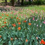 ヒメ日記 2025/11/17 17:04 投稿 のどか あふたーすくーる本店