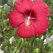 ヒメ日記 2025/08/20 08:01 投稿 湯浅 鶯谷人妻城