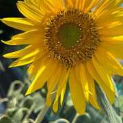 ヒメ日記 2025/09/01 09:09 投稿 湯浅 鶯谷人妻城