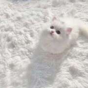 ヒメ日記 2025/07/30 04:31 投稿 ナナ マテリアル