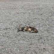 ヒメ日記 2025/07/11 22:03 投稿 なごみ 手コキガールズコレクション