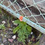 ヒメ日記 2025/07/12 13:58 投稿 なごみ 手コキガールズコレクション