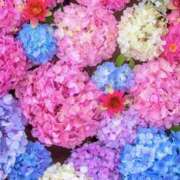 ヒメ日記 2025/07/12 09:25 投稿 白川ゆみ セカンドパートナー