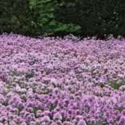 ヒメ日記 2025/07/14 13:16 投稿 川口（かわぐち） 出張エロエロ本気ほぐしマッサージ