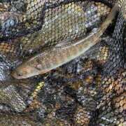 ヒメ日記 2025/09/29 18:22 投稿 もこ ジャパンクラブ富士