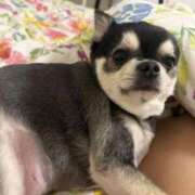 ヒメ日記 2025/10/26 20:52 投稿 もこ ジャパンクラブ富士