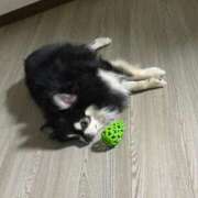 もこ サプライズにきゅん💝 ジャパンクラブ富士