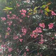 ヒメ日記 2026/02/04 11:42 投稿 立花 ねね HANA-okinawa-