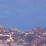 ヒメ日記 2026/08/07 10:23 投稿 立花 ねね HANA-okinawa-