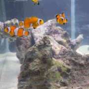 ヒメ日記 2025/10/03 03:49 投稿 日向 きら しゃせきょっ!XX教育される制服女子たち