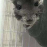 ヒメ日記 2025/10/04 02:49 投稿 日向 きら しゃせきょっ!XX教育される制服女子たち