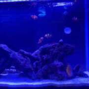 ヒメ日記 2025/11/15 19:09 投稿 日向 きら しゃせきょっ!XX教育される制服女子たち