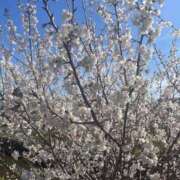 ヒメ日記 2026/03/11 00:23 投稿 日向 きら しゃせきょっ!XX教育される制服女子たち