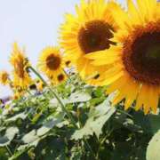 ヒメ日記 2025/09/14 00:00 投稿 くれあ あとりえ(ATELIER)