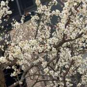 ヒメ日記 2026/02/16 15:42 投稿 鳳凰みさき 奴隷志願！変態調教飼育クラブ梅田店