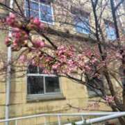 ヒメ日記 2026/03/09 07:28 投稿 鳳凰みさき 奴隷志願！変態調教飼育クラブ梅田店