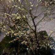 ヒメ日記 2026/04/15 17:06 投稿 サヤカ AMOUR（アムール）