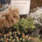 ヒメ日記 2025/08/14 15:30 投稿 みつ 東京人妻セレブリティ（ユメオト）