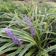 ヒメ日記 2025/09/19 11:49 投稿 みつ 東京人妻セレブリティ（ユメオト）