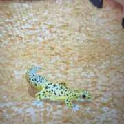 ヒメ日記 2025/07/25 11:23 投稿 はる ビデオdeはんど 横浜校