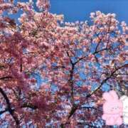 ヒメ日記 2026/03/12 19:52 投稿 かりあ 千葉人妻花壇