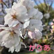 かりあ 桜も満開　綺麗でうっとり 千葉人妻花壇