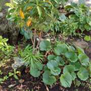 ヒメ日記 2025/08/18 16:30 投稿 るな ストロベリーハウス