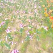 ヒメ日記 2026/02/15 13:01 投稿 京香（きょうか） 東金人妻花壇