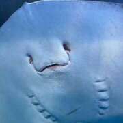 きい※清楚系えち変態 しゅ〜ご〜 即イキ淫乱倶楽部 船橋店