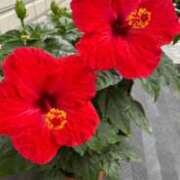 ヒメ日記 2025/07/29 10:18 投稿 北川　ゆり 川崎南町人妻高級ソープ エル・カーヒル(ELCURHIL)秘密の刻