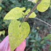 ヒメ日記 2025/11/18 21:47 投稿 北川　ゆり 川崎南町人妻高級ソープ エル・カーヒル(ELCURHIL)秘密の刻