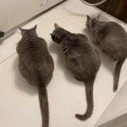 てぴ すみません今日お休みです😭 ラズベリードール