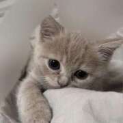 ヒメ日記 2026/03/16 00:03 投稿 かな MINT（ミント）