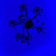 ヒメ日記 2025/08/15 21:56 投稿 りり 池袋しろパラ