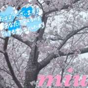 ヒメ日記 2026/04/01 11:57 投稿 みう 千葉人妻セレブリティ（ユメオト）