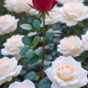 ヒメ日記 2025/09/03 08:26 投稿 野村 MCロイヤル