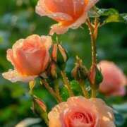 ヒメ日記 2025/09/06 08:26 投稿 野村 MCロイヤル