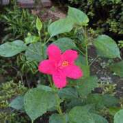 ヒメ日記 2025/10/17 06:46 投稿 野村 MCロイヤル