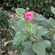 ヒメ日記 2025/12/18 06:16 投稿 野村 MCロイヤル