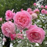 ヒメ日記 2026/01/08 06:46 投稿 野村 MCロイヤル