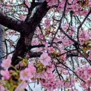 ヒメ日記 2026/03/11 06:46 投稿 野村 MCロイヤル