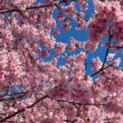 ヒメ日記 2026/03/13 06:16 投稿 野村 MCロイヤル