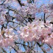 ヒメ日記 2026/03/24 07:26 投稿 野村 MCロイヤル