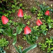 ヒメ日記 2026/03/25 06:56 投稿 野村 MCロイヤル