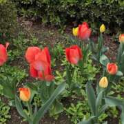 ヒメ日記 2026/03/31 07:06 投稿 野村 MCロイヤル