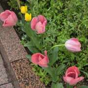 ヒメ日記 2026/04/01 06:56 投稿 野村 MCロイヤル