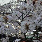 ヒメ日記 2026/04/07 06:56 投稿 野村 MCロイヤル